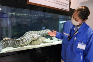 ＜写真：ウツボを紹介する飼育展示係の原さん＝出雲市園町の宍道湖自然館ゴビウス＞