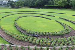 しまね花の郷（西新町）