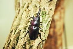 〈写真：サヒメルで展示されているオスメスモザイクのノコギリクワガタ ＝大田市三瓶町多根の県立三瓶自然館サヒメル〉 