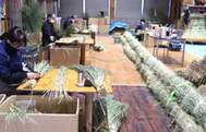 〈写真：大しめ縄の制作風景＝20日、飯南町大しめなわ創作館〉