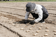〈写真：出西生姜の植え付けの様子＝28日、出雲市斐川町出西の田口ファーム〉