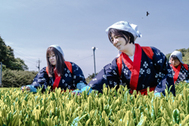 〈写真：早乙女姿の女性らによって若芽が丁寧に手で摘み取られていった＝２日、出雲市園町の出雲精茶茶園〉