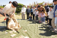 〈写真：毛を刈り取られていく羊＝５日、大田市山口町山口町内で〉