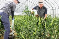 〈写真：ハウス内で出西生姜を収穫する生産者。右は田口副会長＝出雲市斐川町出西の田口ファーム〉
