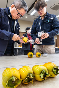 〈写真：柿の糖度を調べる査定員＝７日、出雲市平田町のＪＡしまね平田中央支店〉